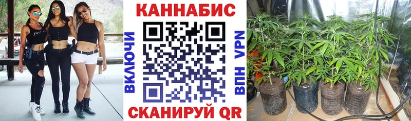 Купить  Куса  Канабис план 